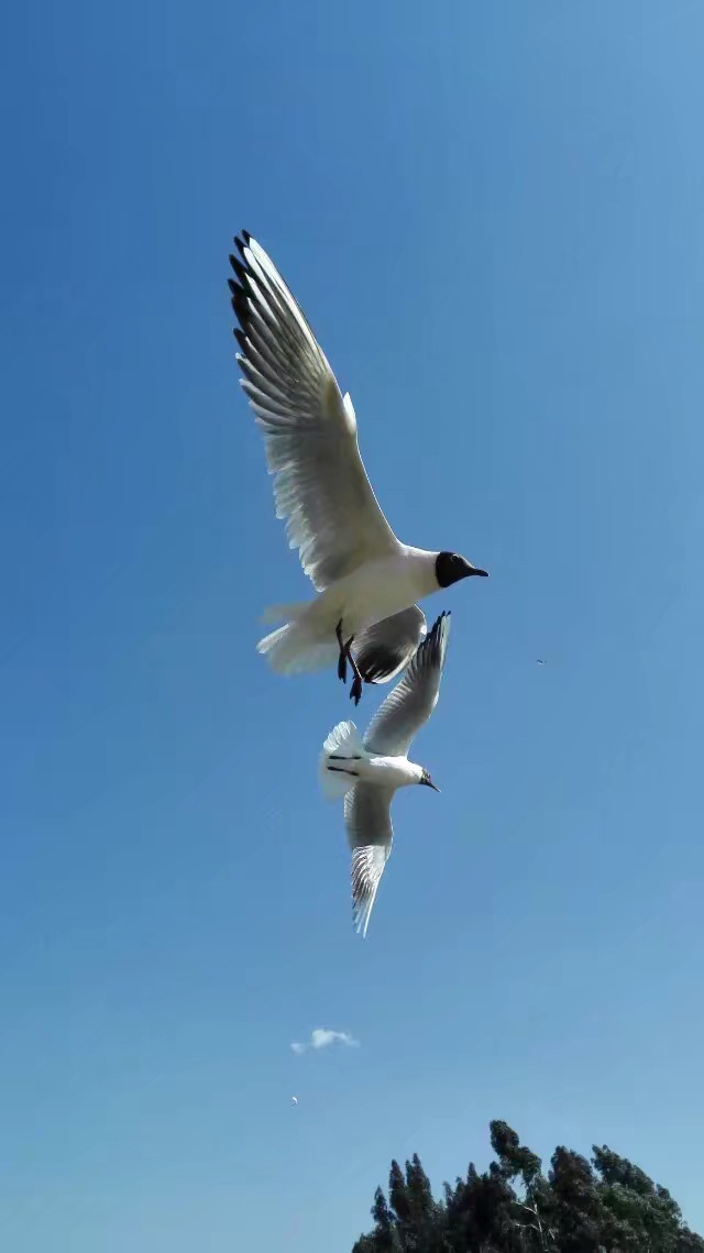 我眼中的昆明,昆明春之城