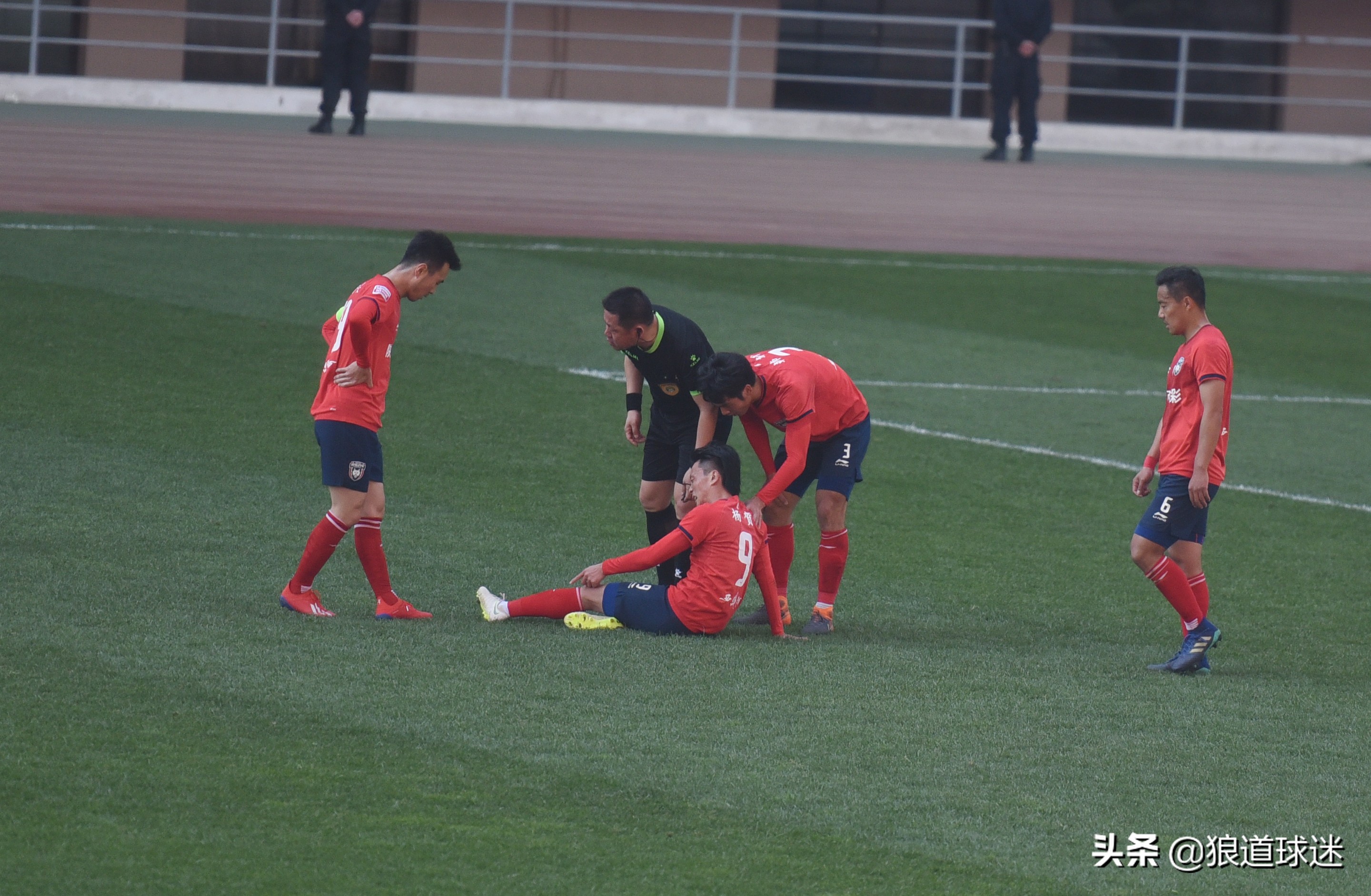 西北狼杨贺,与狼基因最相似的狗