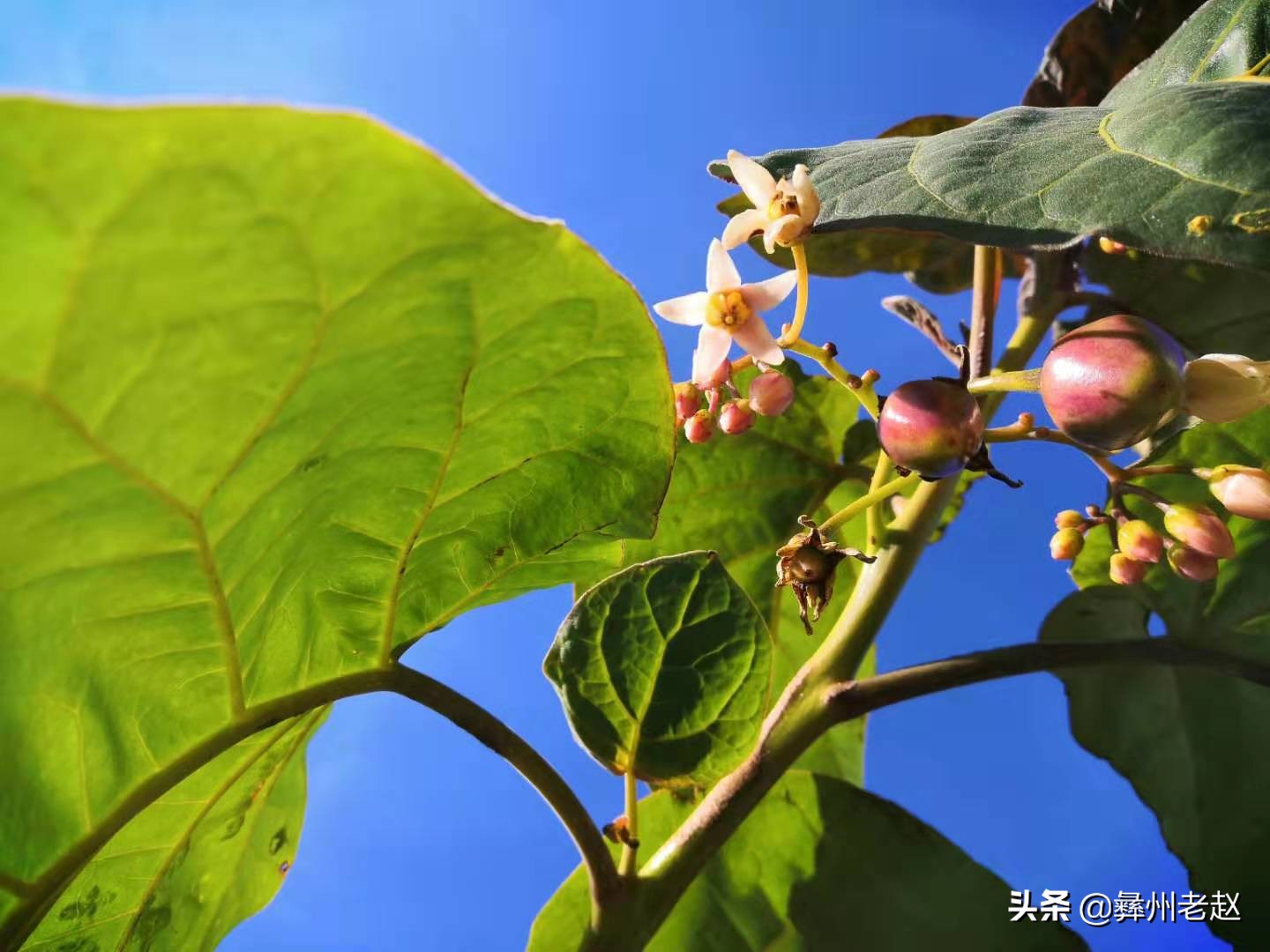 露天种植番茄如何预防霜冻,如何防止果树受冻