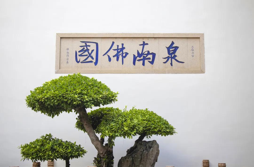 带着白茶去旅行,带着茶叶去踏青