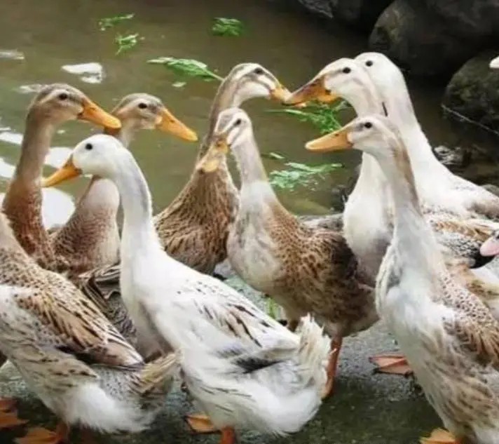 养殖最简单赚钱,目前市场最火的养殖项目