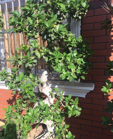 养榕树注意事项和细节描写,养榕树怎么样施肥