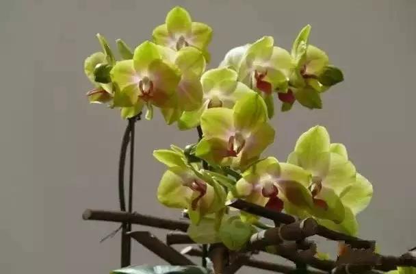 极品中的精品兰花,带你回忆天价兰花蕙兰篇