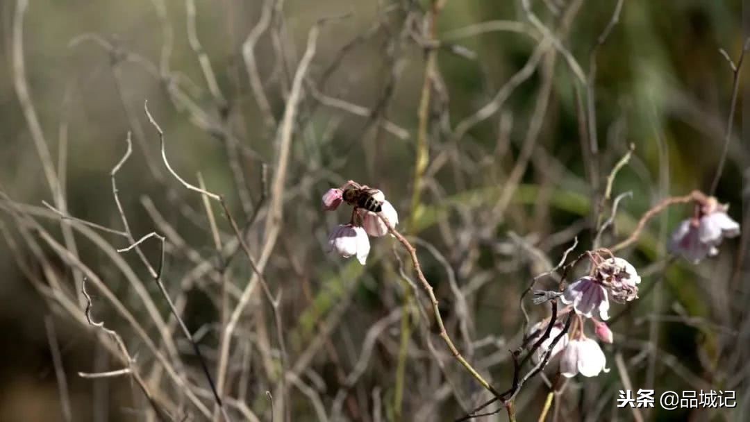 真的很honey！佐餐冲调皆宜的*疆新**伊犁黑蜂蜜，办公室必备！