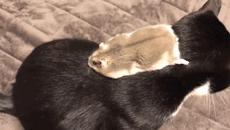 笑死人不偿命搞笑动图,p图搞笑视频笑得肚子疼