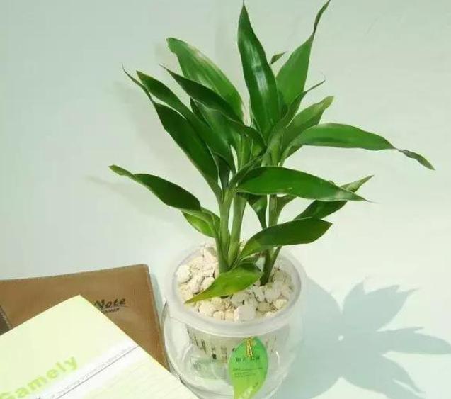 室内水培富贵竹发臭了怎么办？跟着3步走，还能恢复生机