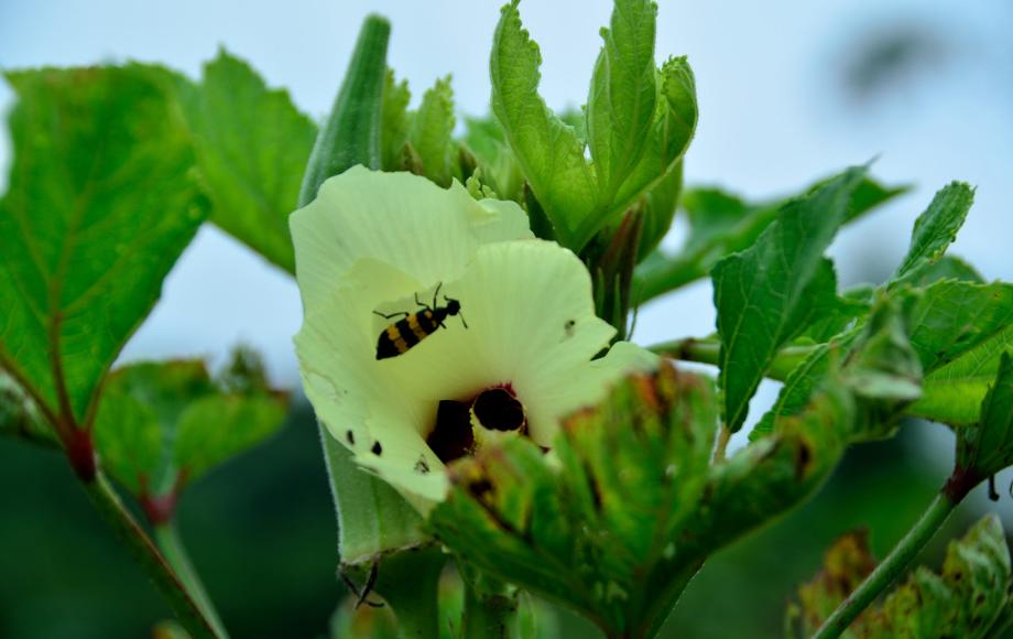 秋葵诗句经典名句,秋葵古诗
