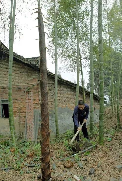 四月天山上春笋鲜,人间四月天春笋鲜