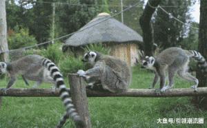 搞笑动图gif微信表情包2019,搞笑动图笑得肚子痛