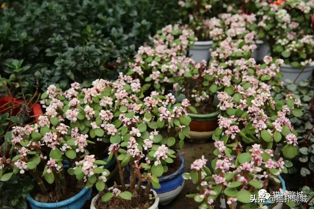 聊城北环花卉市场批发玫瑰鲜花吗,聊城最大的花卉市场