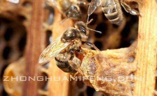 用处女王越冬质疑：闻宏开