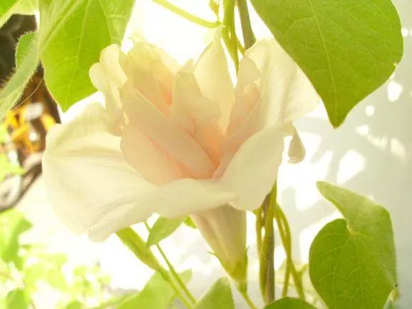 牵牛花到处游,牵牛花随便种