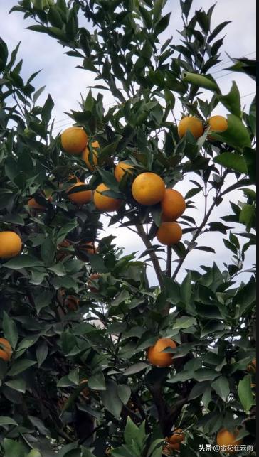 临近年关吃东西容易上火，就让这款小甜橙拯救一下