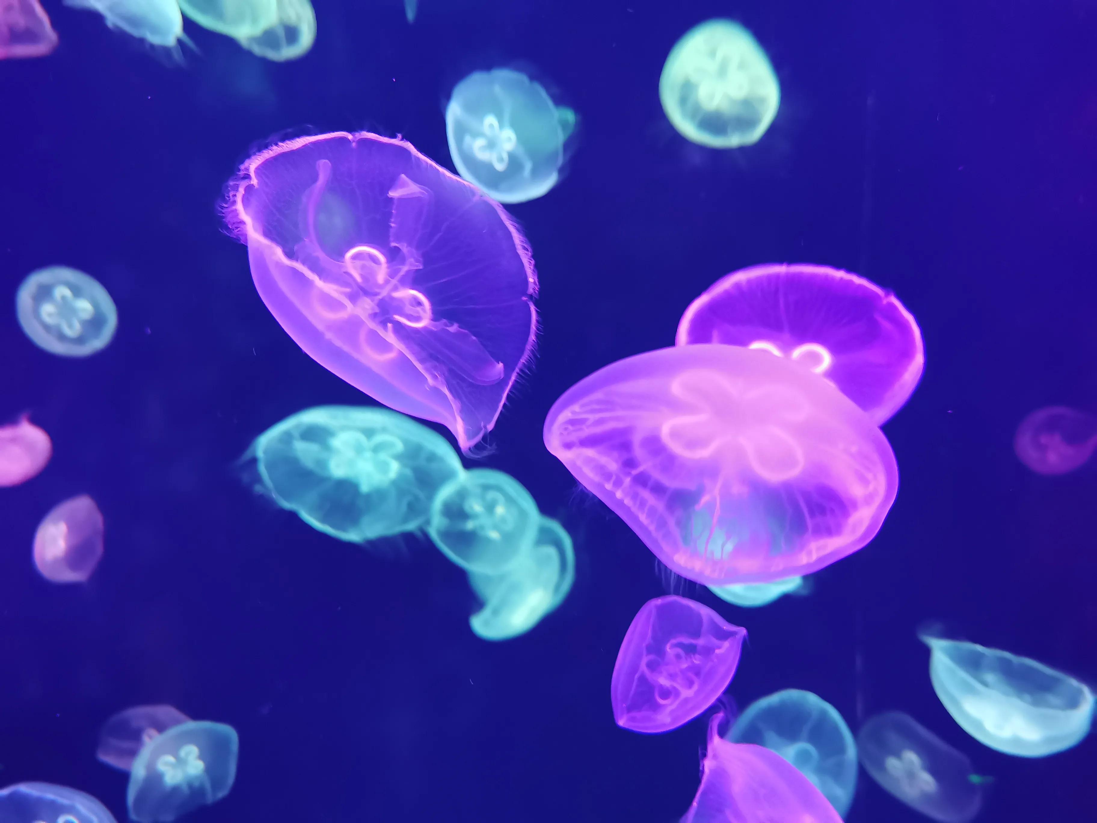 璧拌繘娴锋磱鍔ㄧ墿娴峰簳涓栫晫,鍙傝娴峰簳涓栫晫娴锋磱鍔ㄧ墿瑙嗛