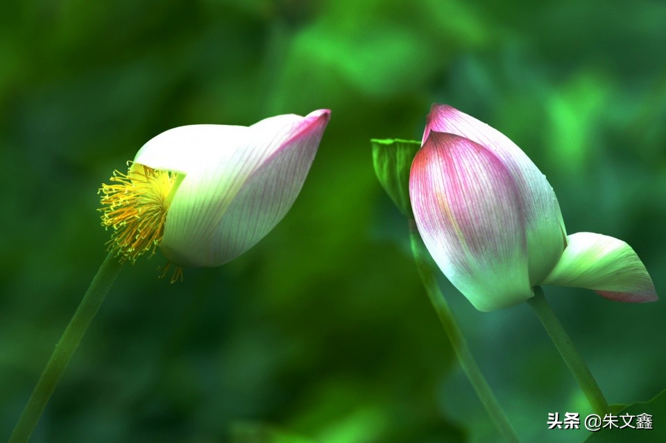芜湖赏荷花,芜湖赏荷花好去处推荐