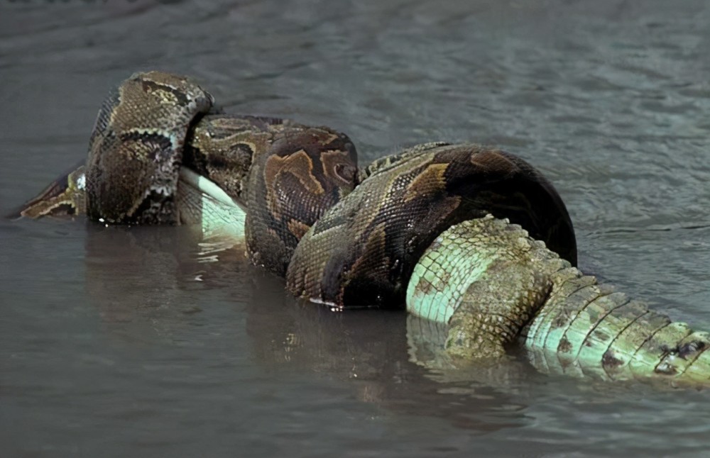 气温回升蛇出去,气温升高蛇的表现