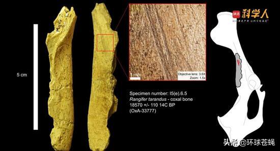 白令海峡徒步到阿拉斯加,印第安人是怎么过白令海峡的