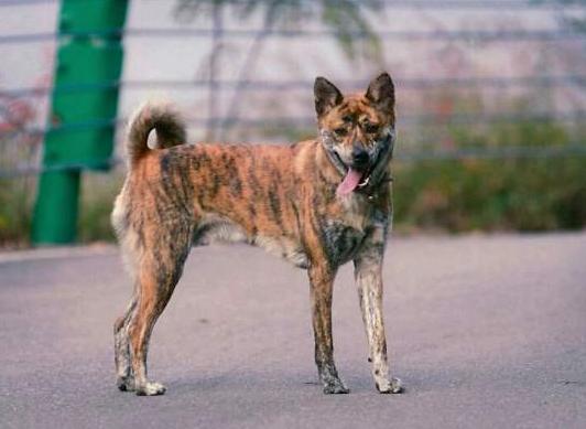中国本土犬种有哪些可以当警犬,我国嗅觉特别强本土犬种排名