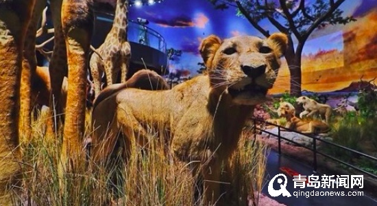 青岛有雨怎么玩,青岛有雨一日游