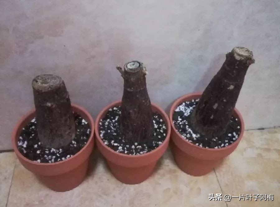 5个植物最招财,能开花又好养的植物又有寓意