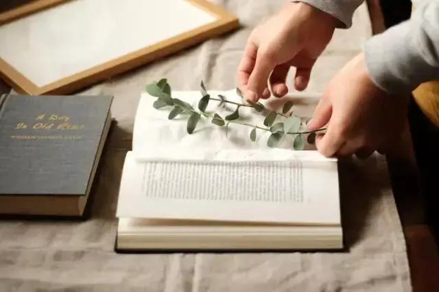 如何制作植物标本书,用小麻薯圆标本做手账