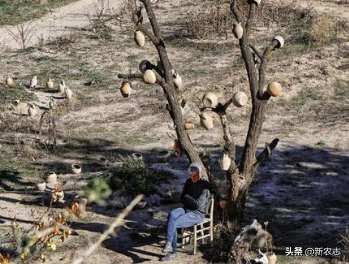 春节返乡，老人常说走不睡杨，留不睡柳，看完明白其中道理