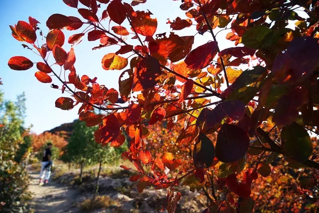 东北五里屯特产排行榜前十名,龙湾特产必买清单