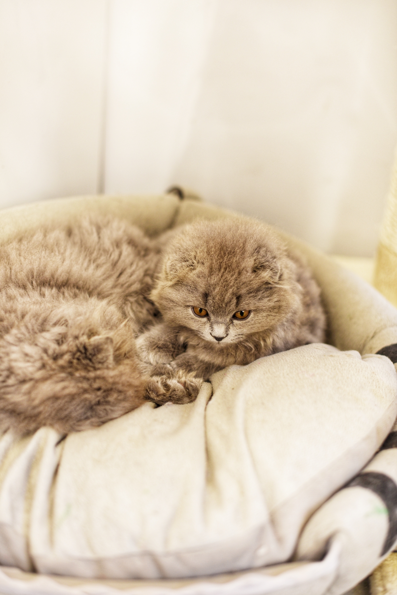 鼓浪屿上的美食推荐地图,鼓浪屿美食街有什么美食