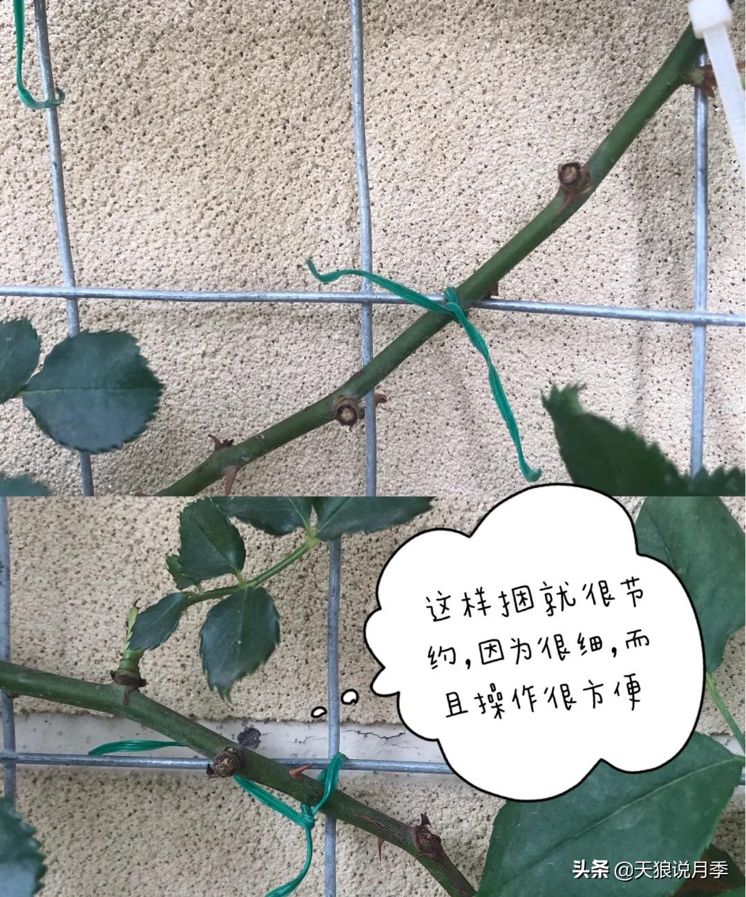 怎么打造露台小花园,如何打理自己的露台小花园