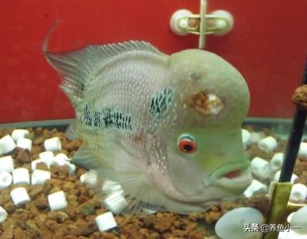鹦鹉鱼头洞病多久治疗一次,观赏鱼头洞病怎么治疗最好