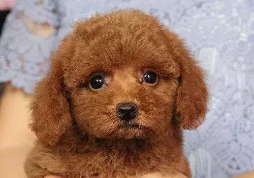 宠物知识科普狗狗生病,泰迪太瘦了吃什么能快速长胖