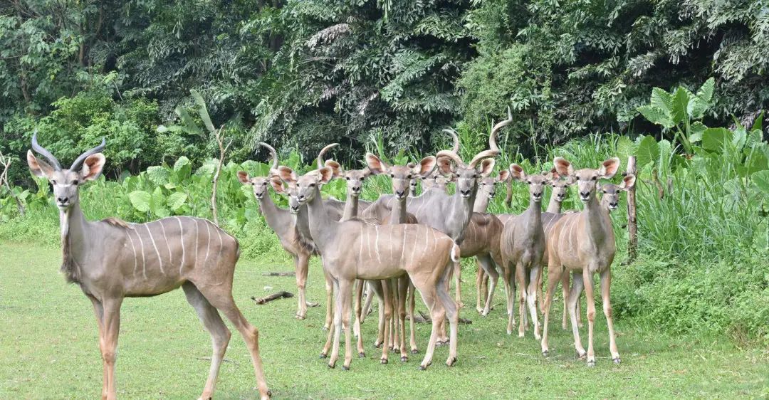 长隆野生动物世界暑假攻略,广州长隆野生动物园亲子一日游攻略