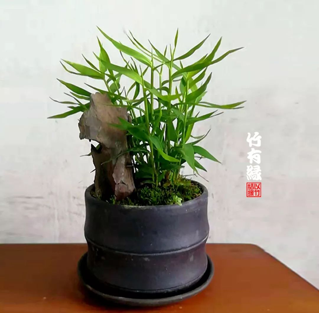 《竹子浇水宝典》竹子浇水是门大学问！