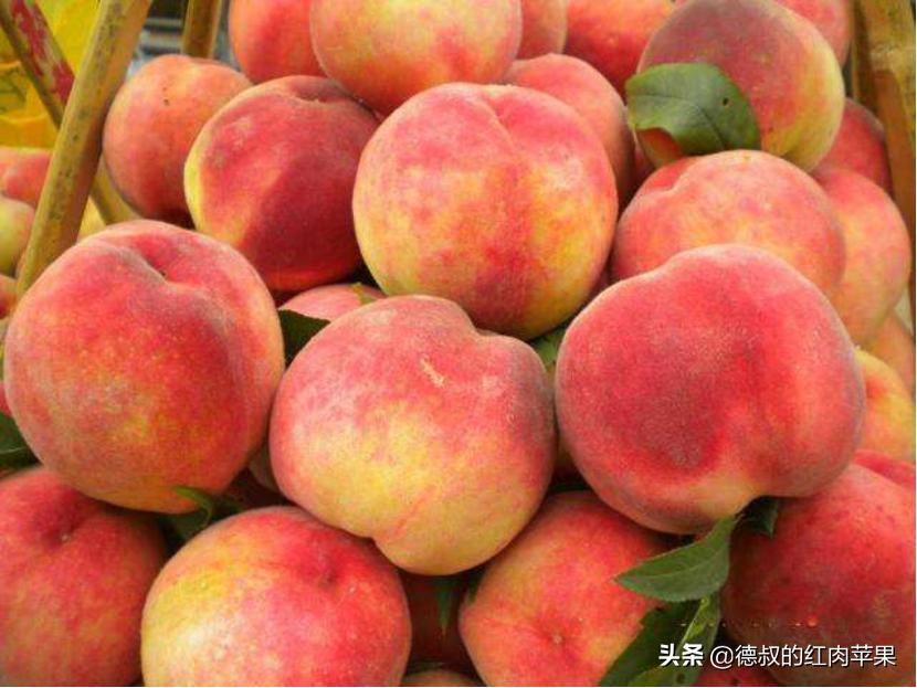 上枝桃和下枝桃怎样区别,怎样辨别观赏桃树与食用桃