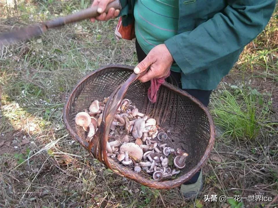 雨后山里长了好多野生菌,雨后山里遍地蘑菇
