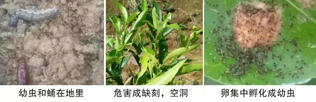 柑橘白色虫子怎么治疗,柑橘象鼻虫怎么彻底消灭