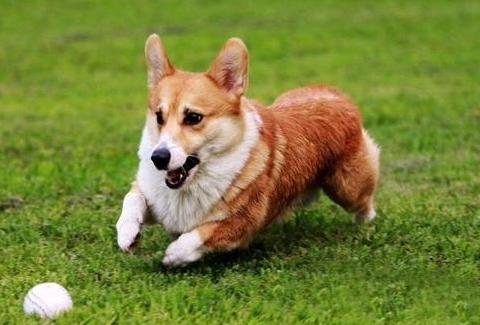 养狗狗必须爱狗狗,怎么知道狗狗是不是纯种的狗