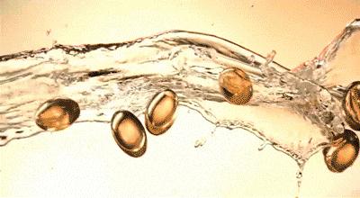 “十男八秃”的日本男人疯抢这瓶小黑钻!让头发不再掉了