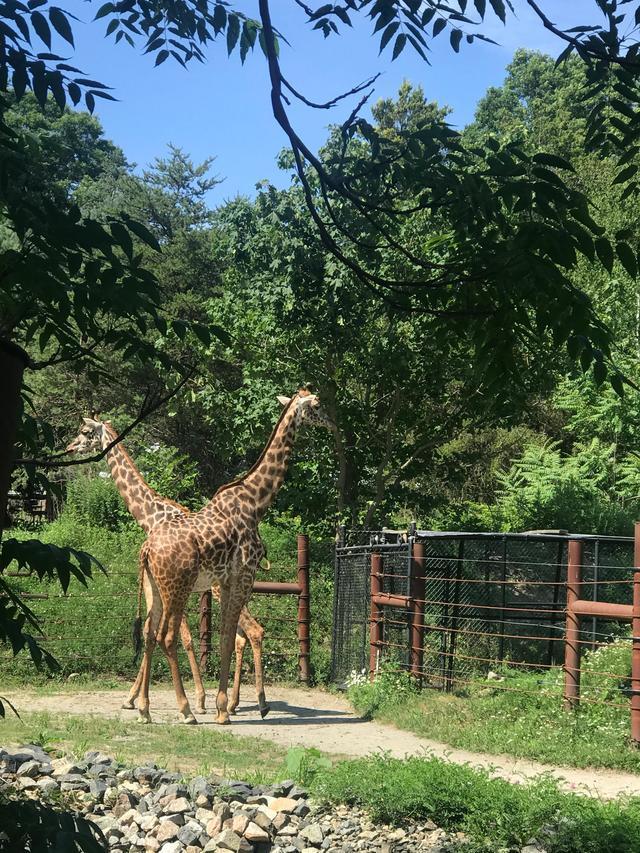 探访华盛顿动物园,波士顿公园周边游