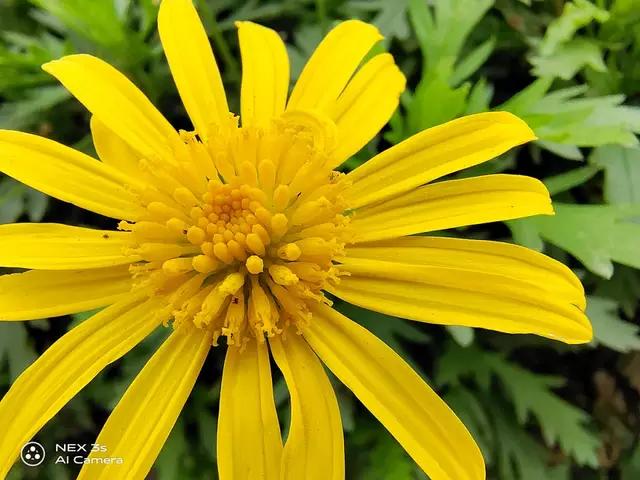 nex3s无界瀑布屏让眼界全面升级,nex3s5g版拍照评测