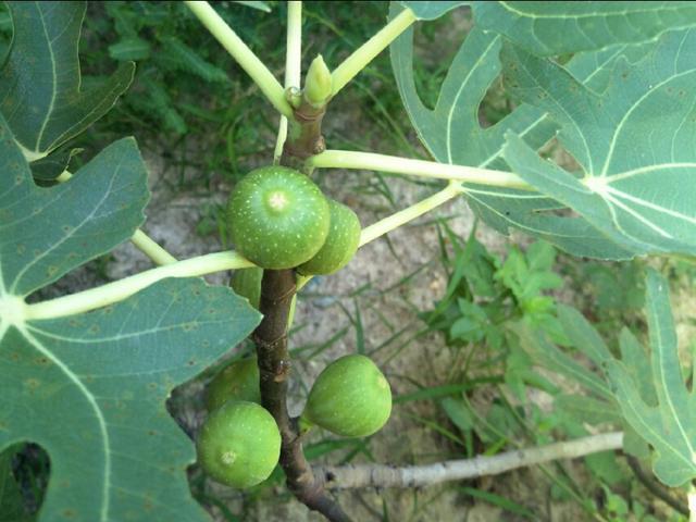 无花果树根被虫蛀了怎么治,无花果树枝被蛀空了怎么办