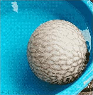 搞笑gif图来袭看一次笑一次,搞笑gif开心一刻