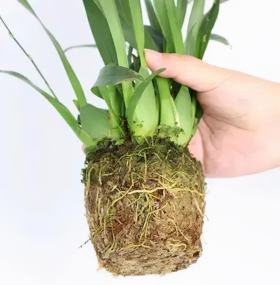 耐养的香水花,种室内香水花