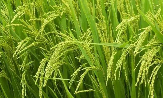 磷酸二氢钾溶解慢是正品还是假货,假的磷酸二氢钾怎么处理