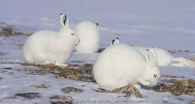 北极兔腿长,北极兔高冷长腿
