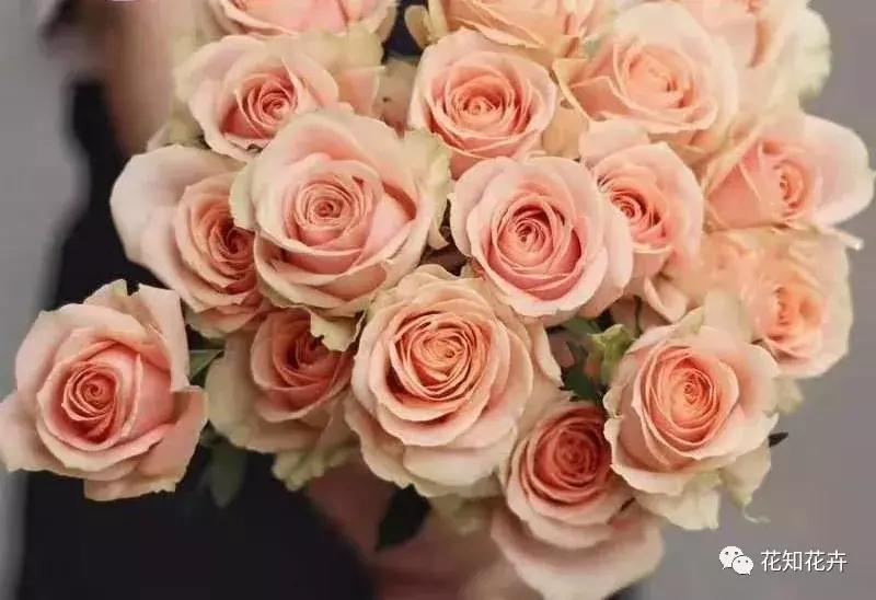 中国玫瑰大家族——雪山玫瑰详解（二）