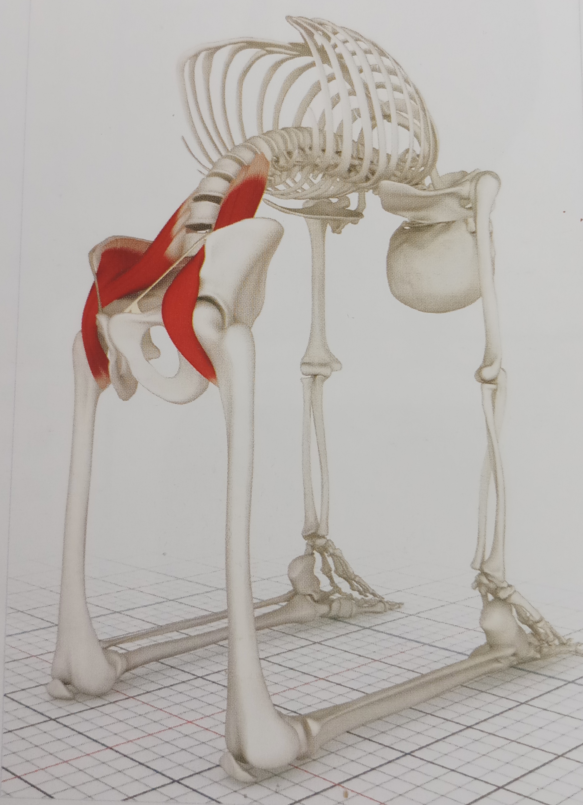 不懂健身动作练到的肌肉,锻炼髂腰肌最有效方法图解