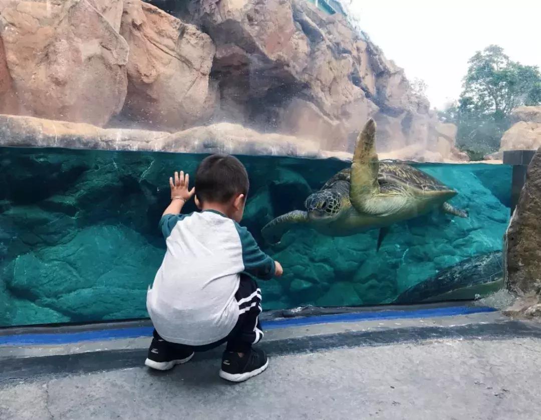 珠海长隆亲子游攻略自由行,珠海长隆亲子游最佳攻略