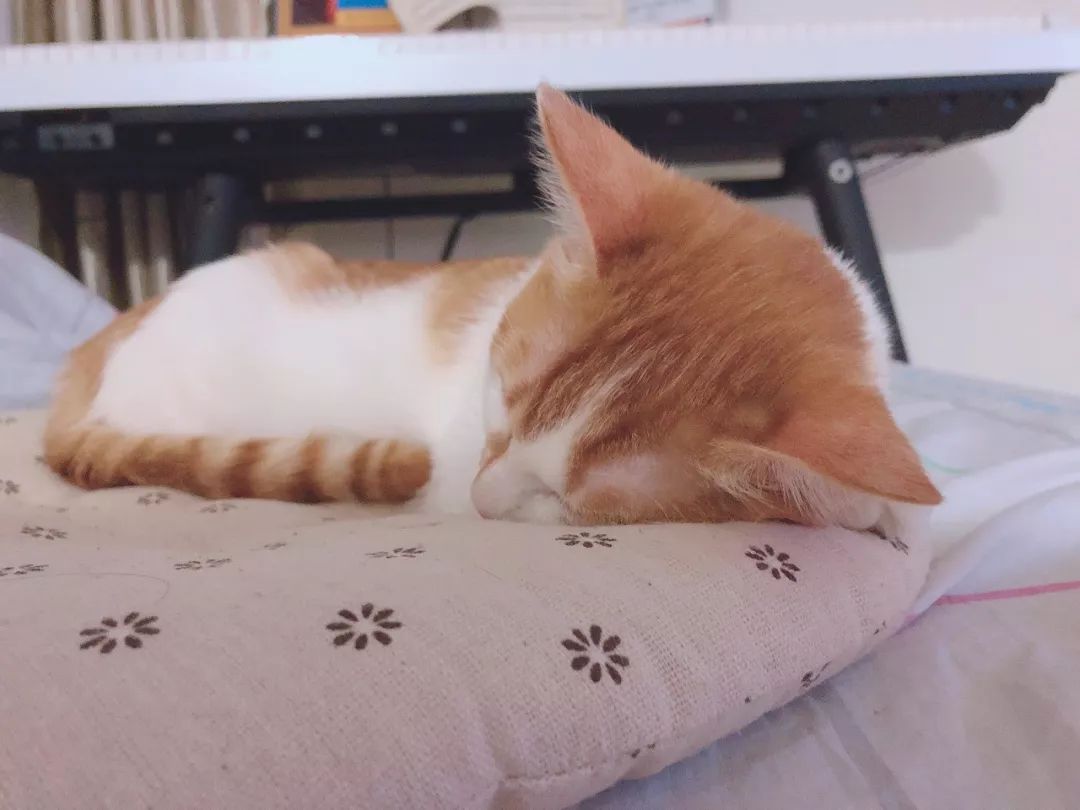 绝育针对狗有危害吗,绝育对猫猫残忍吗