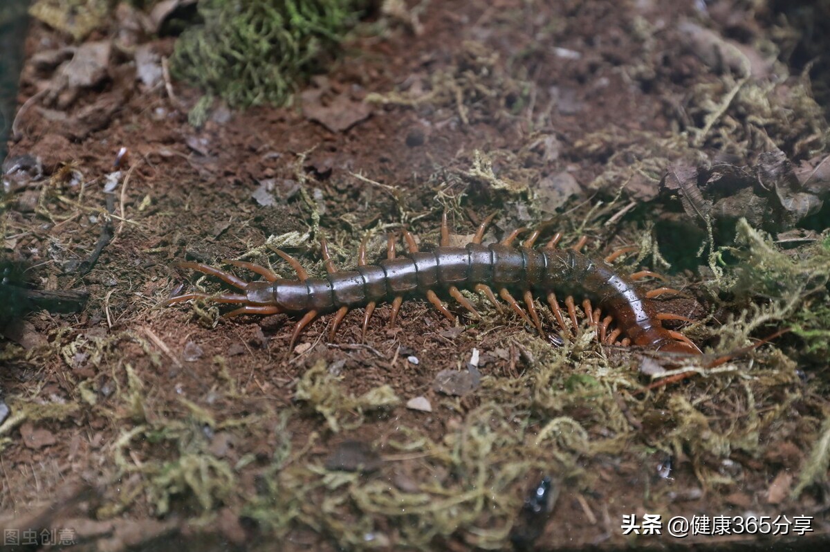 被虫子咬了要警惕四种病,被虫子咬了去看医生怎么治疗